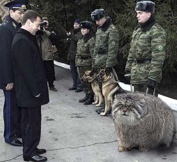 Сборник прикольных картинок